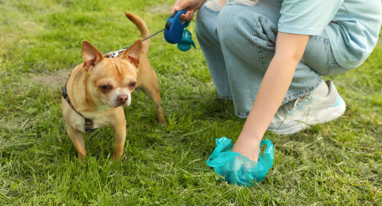 Can Dog Poop Bags Go In Compost? beyondGREEN biotech™