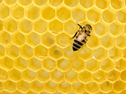 bees for sustainability