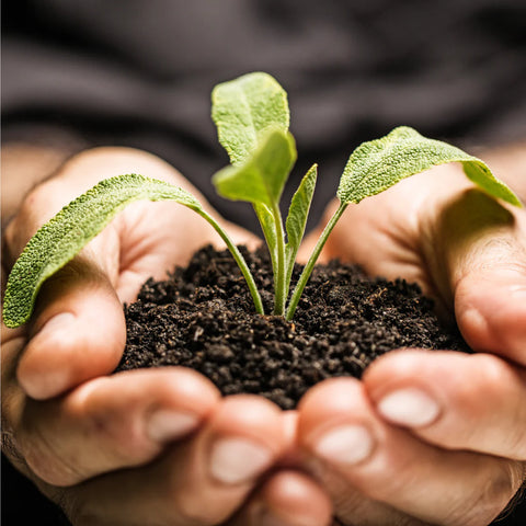 Embracing Sustainability: A Journey towards Harmony with Nature