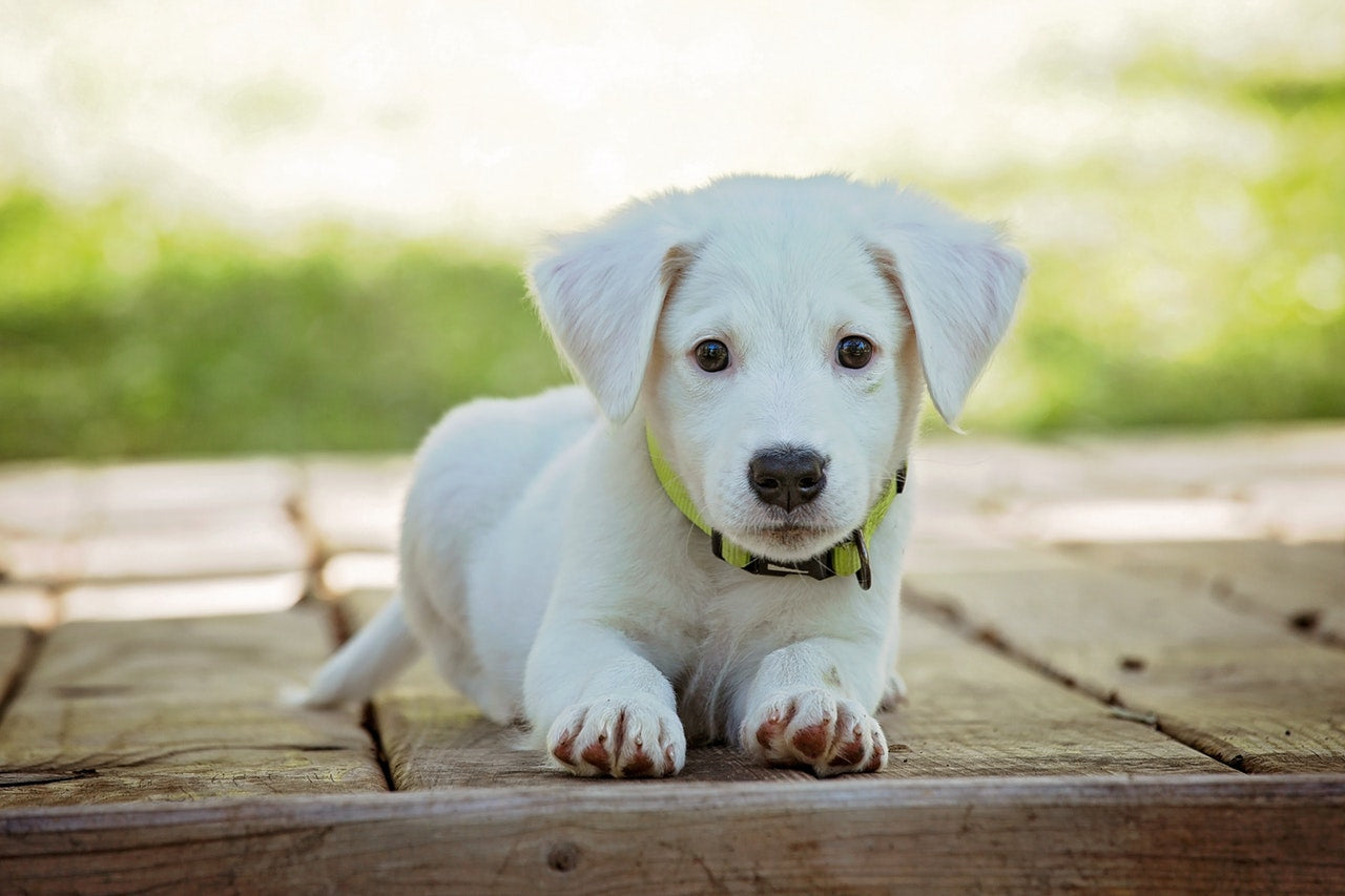 Why Dogs Are The Best Blog Post