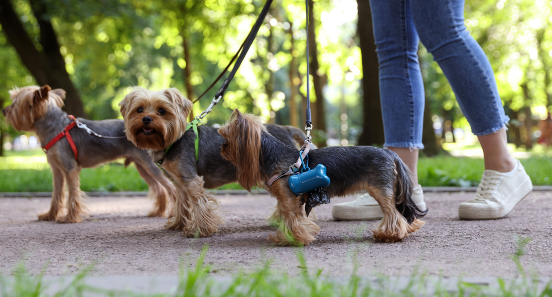 Apartment Living: How To Dispose of Dog Poop - beyondGREEN biotech™