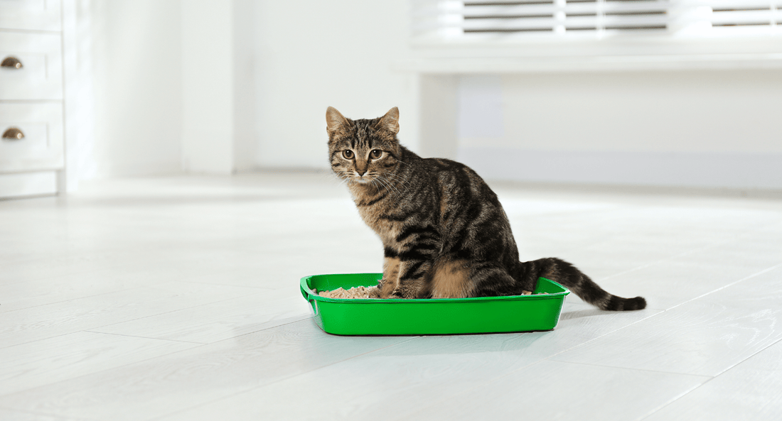 Are Plastic Cat Litter Bags Recyclable - beyondGREEN biotech™