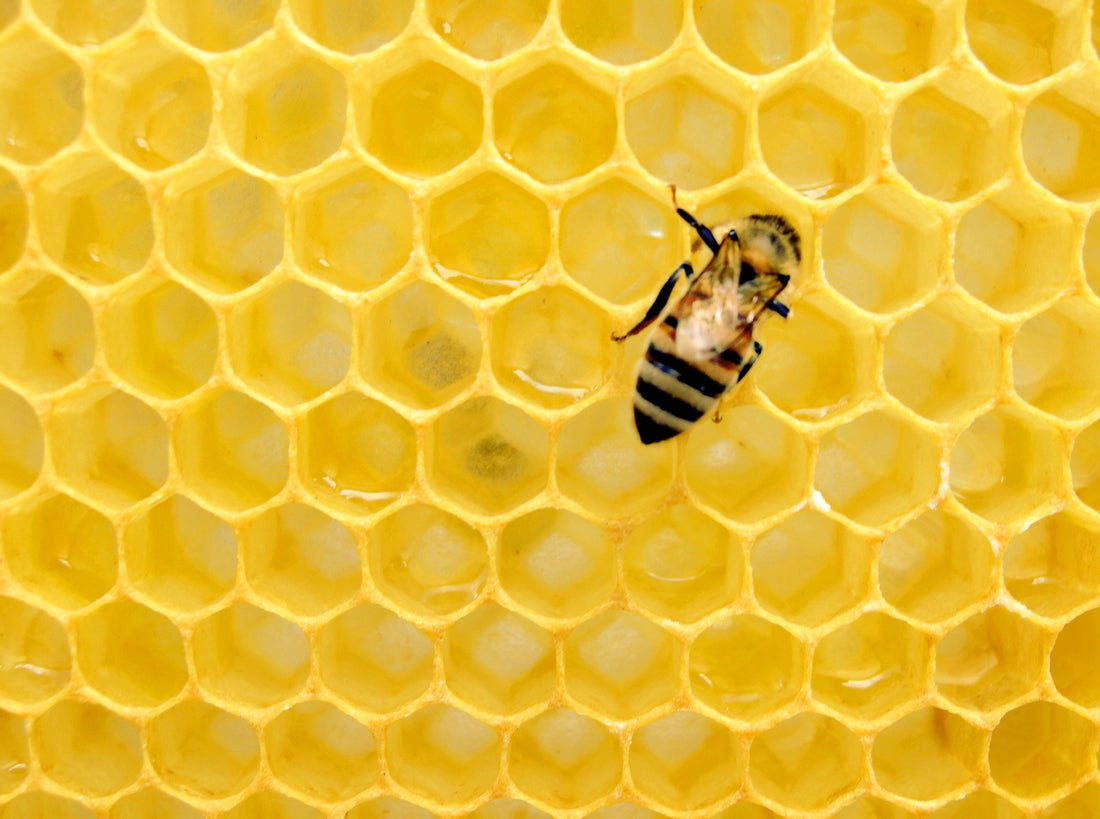 Bee’s Wrap in Middlebury wins 'No Plastics' award - beyondGREEN biotech™