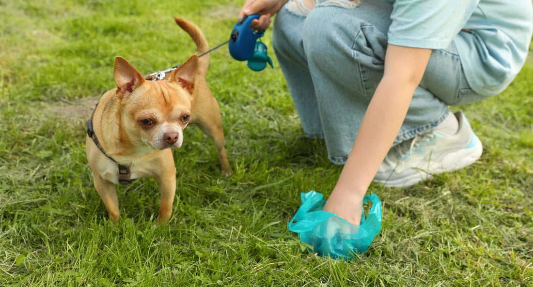 Can Dog Poop Bags Go In Compost? - beyondGREEN biotech™