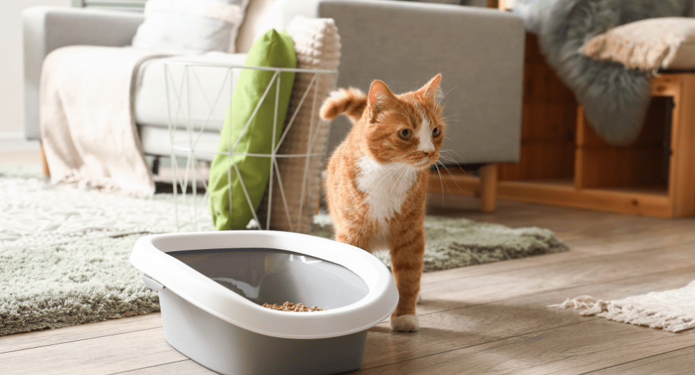 Can I Use Biodegradable Trash Bags For Cat Litter? - beyondGREEN biotech™