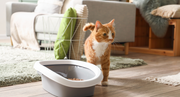Can I Use Biodegradable Trash Bags For Cat Litter?