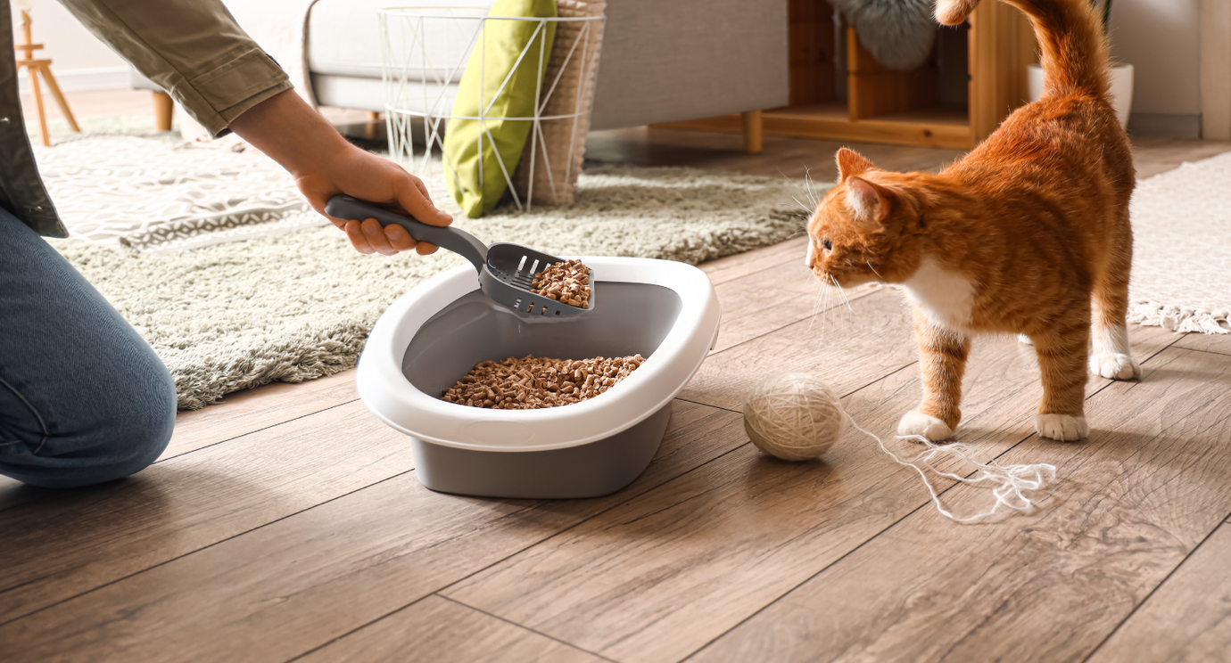 What Is The Best Way to Dispose of Used Cat Litter