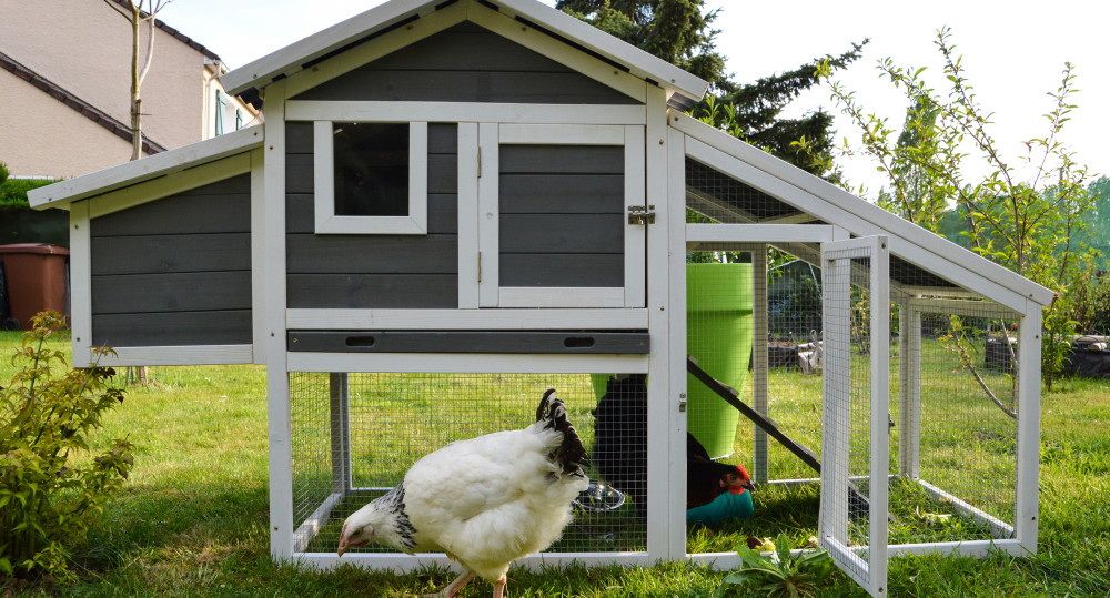 How to Compost Chicken Manure