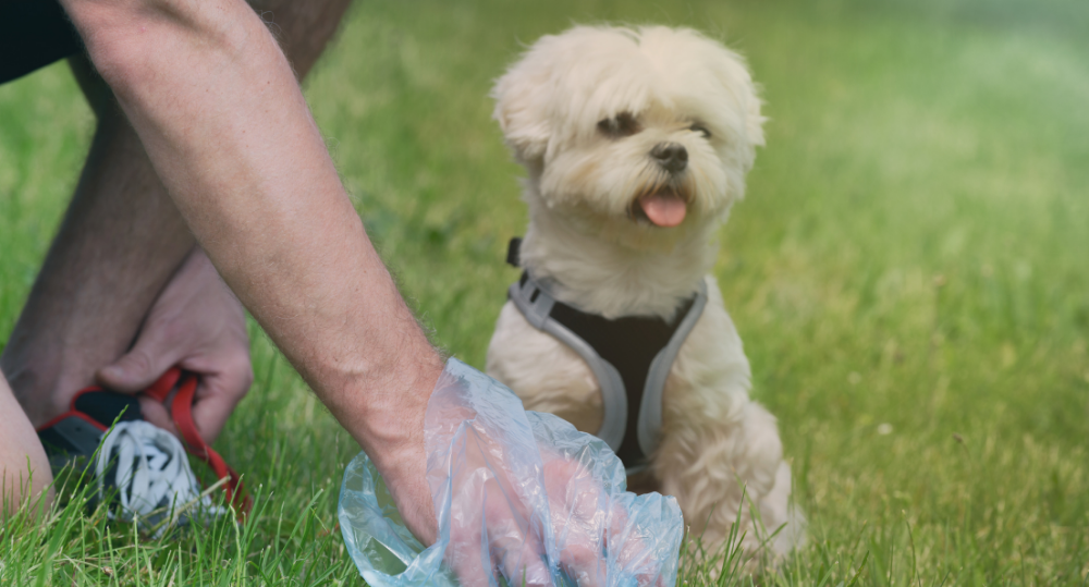 How to Compost Pet Waste