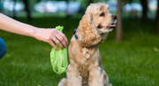 How to Dispose of Dog Poop Bags
