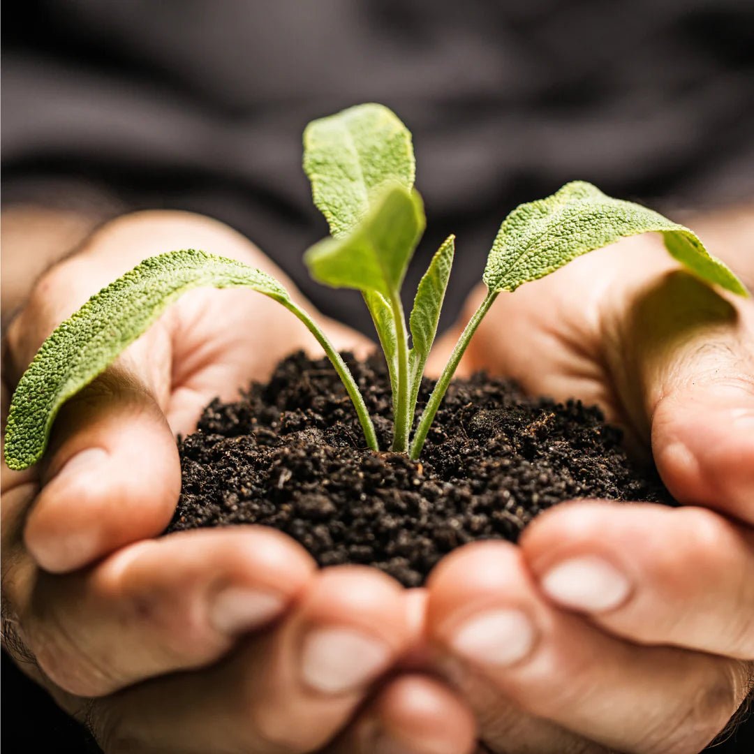 Embracing Sustainability: A Journey towards Harmony with Nature - beyondGREEN biotech™