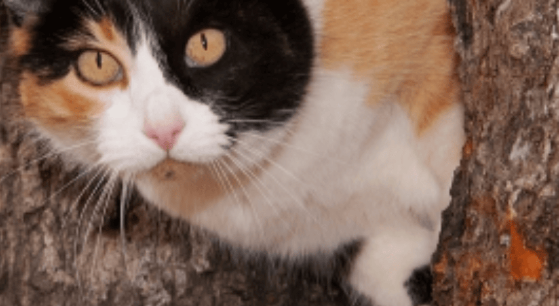 Go Green With Kitty This Earth Day - beyondGREEN biotech™