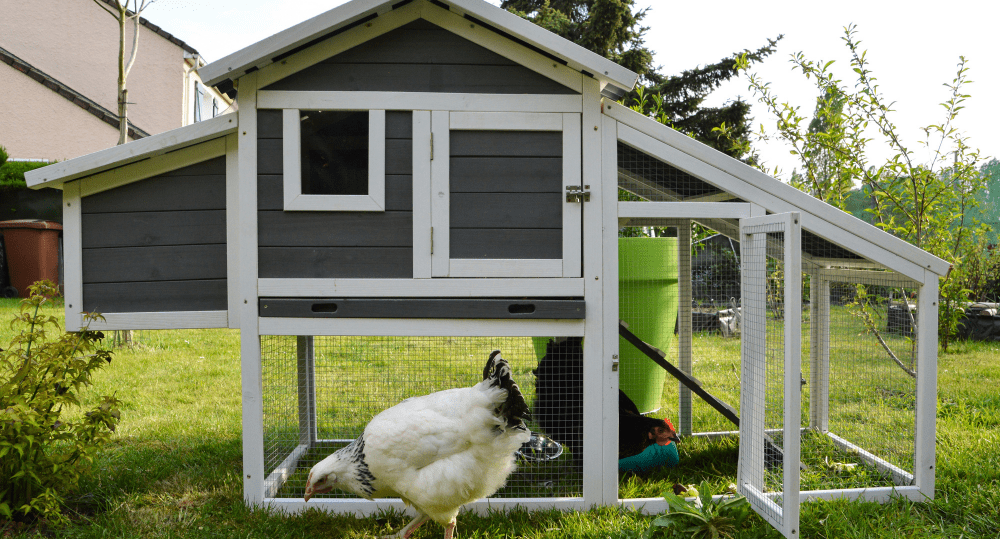 How to Compost Chicken Manure - beyondGREEN biotech™