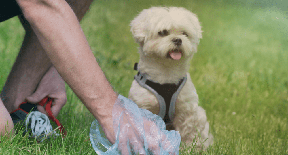 How to Compost Pet Waste - beyondGREEN biotech™