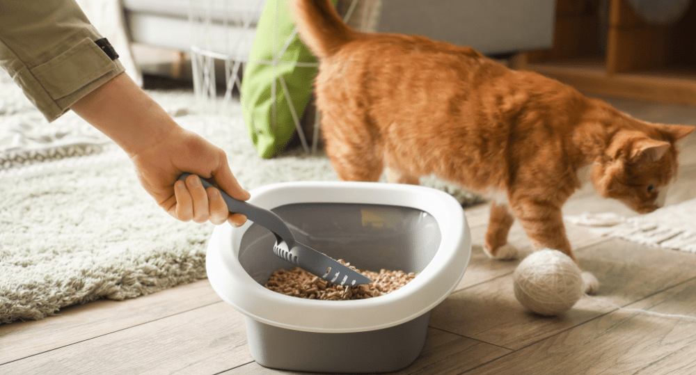How to Dispose of Cat Litter Without Plastic Bags - beyondGREEN biotech™