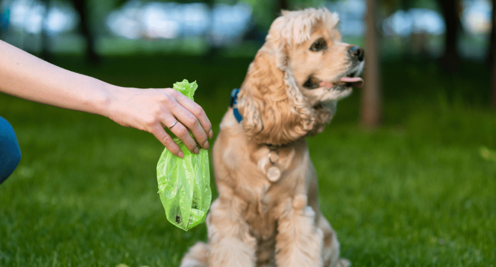 How to Dispose of Dog Poop Bags - beyondGREEN biotech™