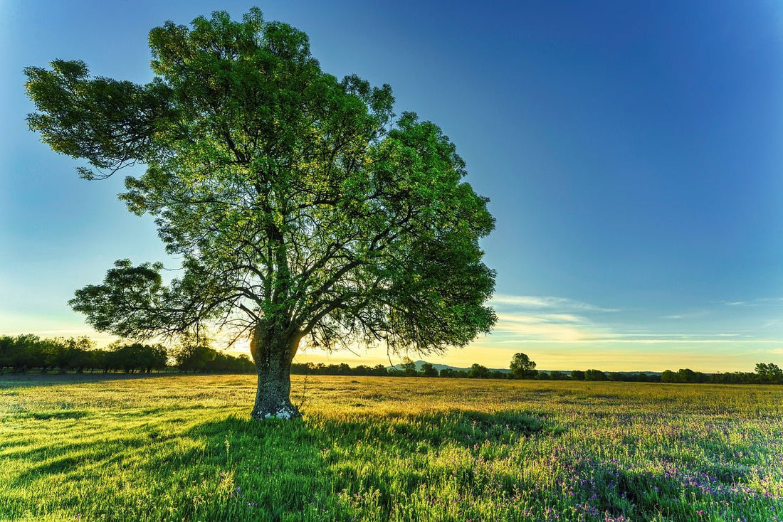 The Future of Sustainable Materials: Why Biopolymers Matter - beyondGREEN biotech™
