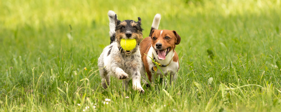 Top 20 Performing Pet Companies to Join The Pet Sustainability Coalition - beyondGREEN biotech™