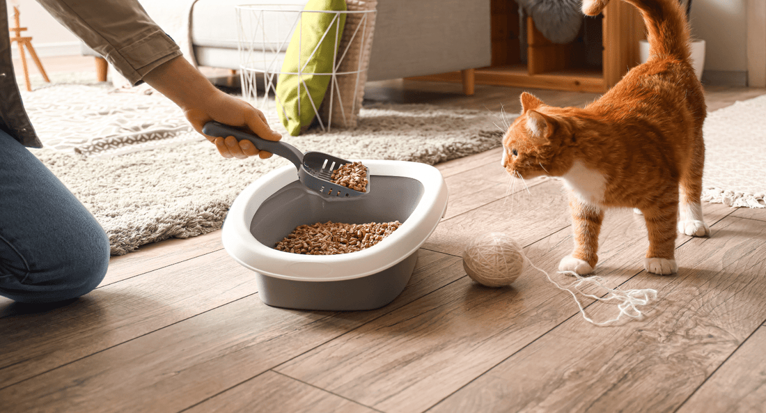 What Is The Best Way to Dispose of Used Cat Litter - beyondGREEN biotech™